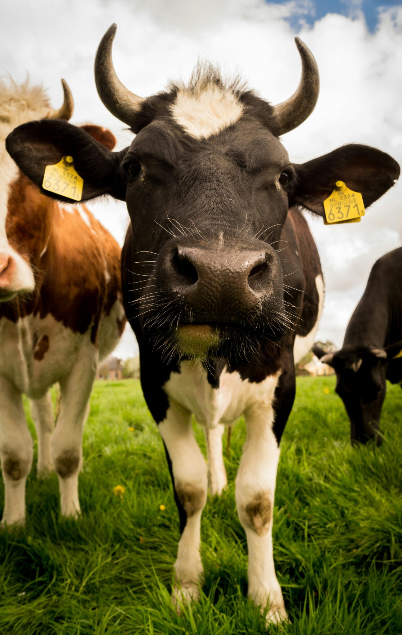 A close-up view of a black and white cow standing in a green pasture with a focus on its face.