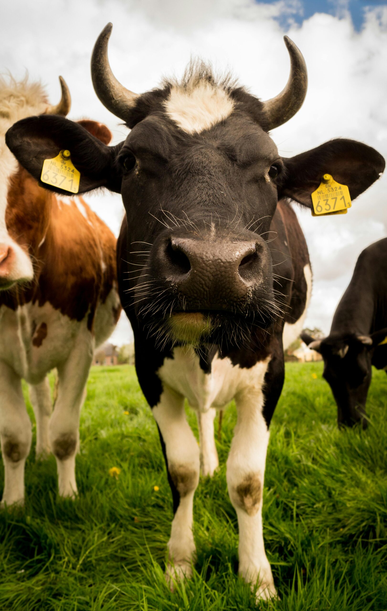 A close-up view of a black and white cow standing in a green pasture with a focus on its face.
