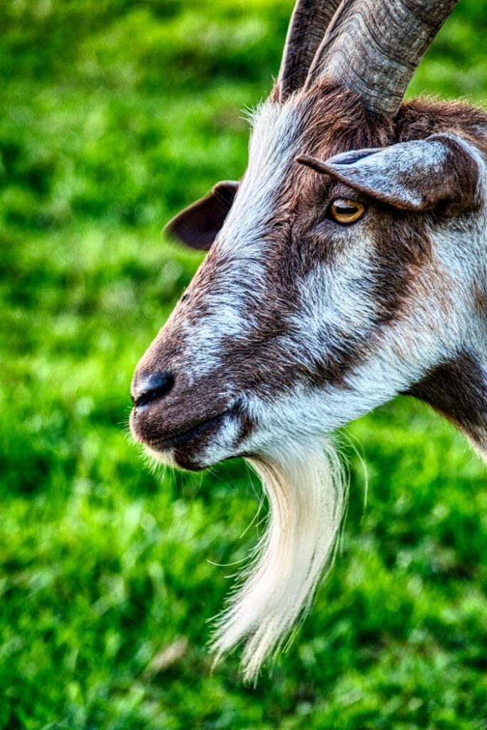 Detailed side view of a goat with long horns in a lush pasture.