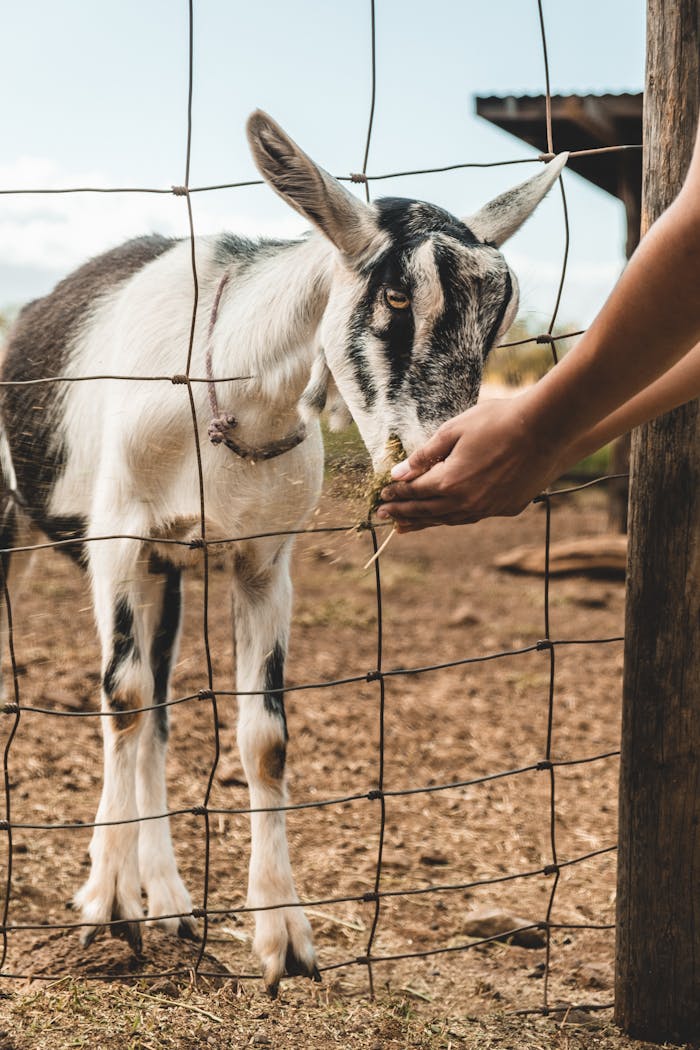 A hand feeds a goat through a wire fence on a rural farm setting.