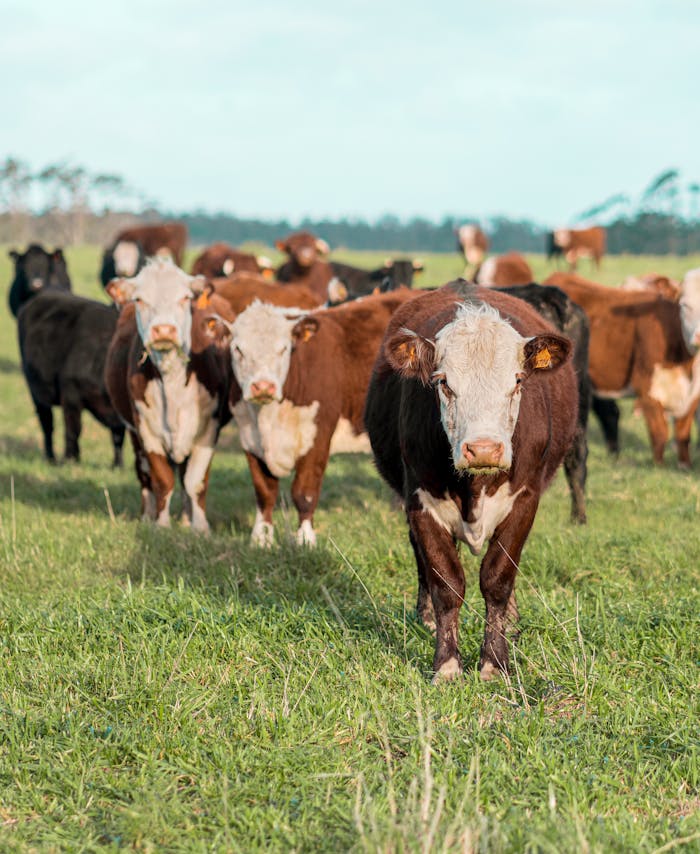 Cattle herd grazing in lush green pastureland, showcasing natural rural life in Uruguay.